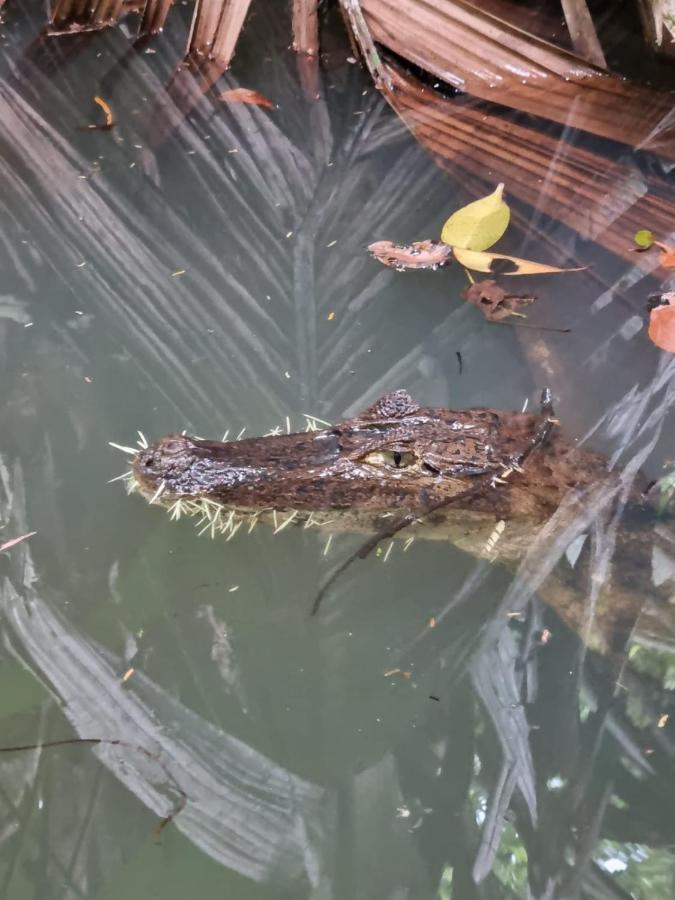 Tortuguero Villas Luaran gambar