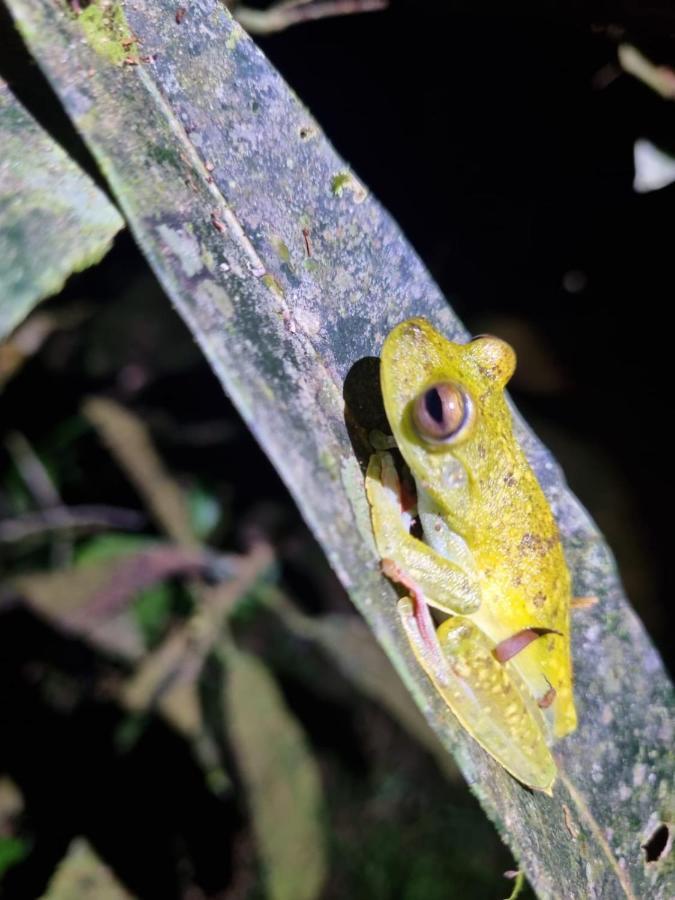 Tortuguero Villas Luaran gambar