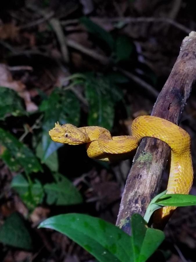 Tortuguero Villas Luaran gambar