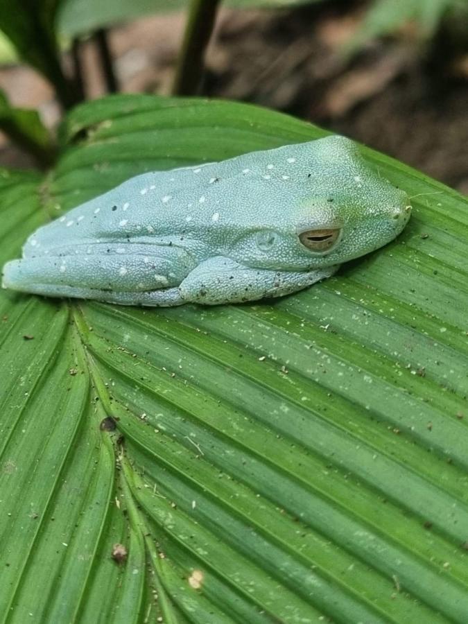 Tortuguero Villas Luaran gambar