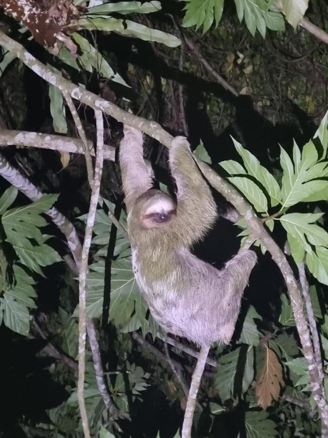 Tortuguero Villas Luaran gambar